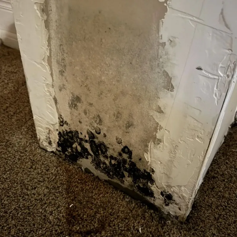 Professional Mold Removal in Harrisville, UT